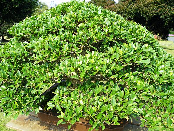 DSCF9487.JPG DSCF9487.JPG