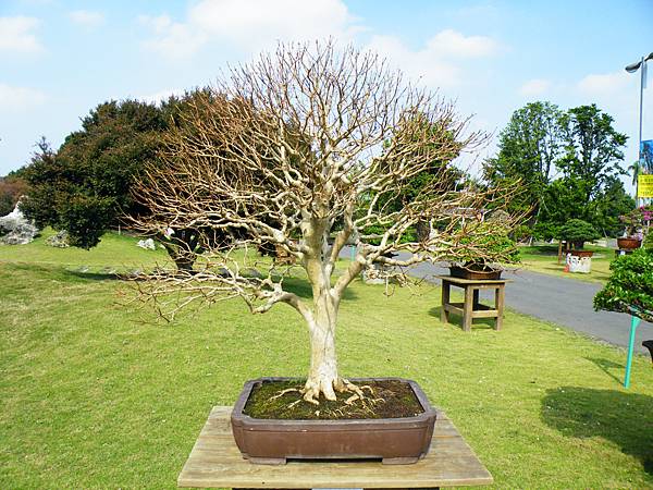 DSCF9488.JPG DSCF9488.JPG