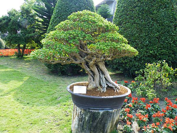 DSCF9492.JPG DSCF9492.JPG