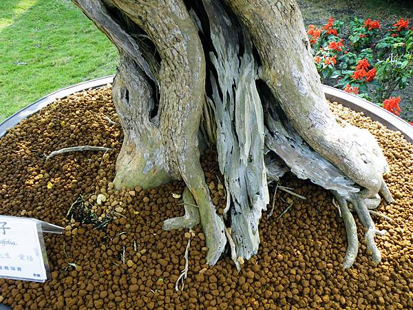 DSCF9493.JPG DSCF9493.JPG