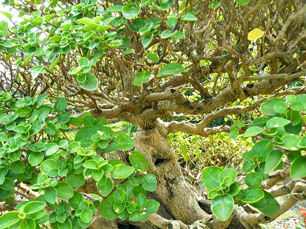 DSCF9495.JPG DSCF9495.JPG