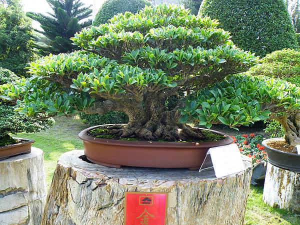 DSCF9496.JPG DSCF9496.JPG