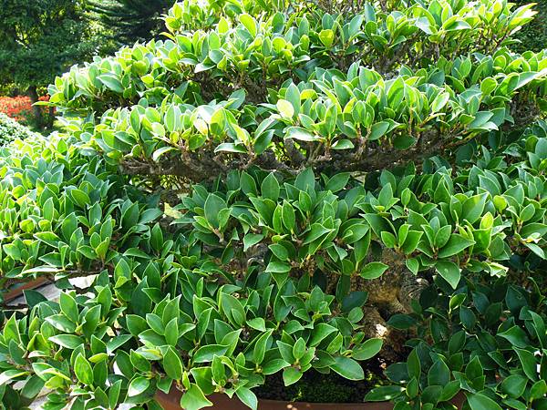 DSCF9499.JPG DSCF9499.JPG