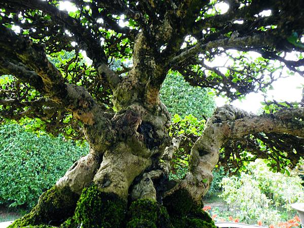 DSCF9503.JPG DSCF9503.JPG