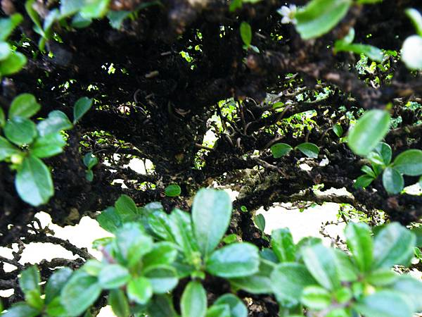 DSCF9505.JPG DSCF9505.JPG