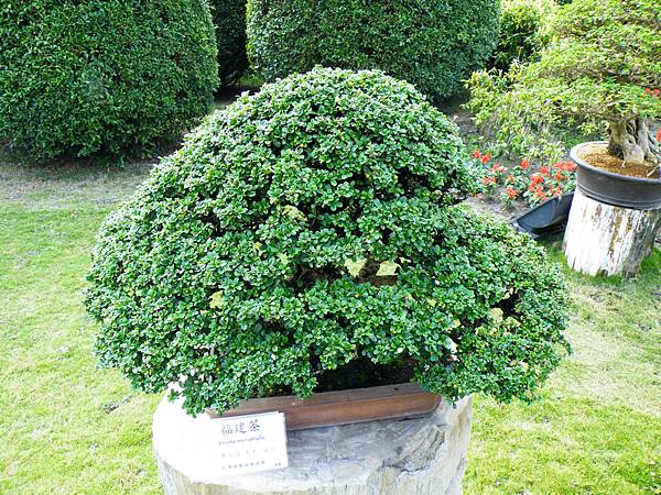 DSCF9506.JPG DSCF9506.JPG