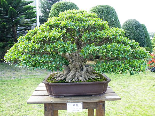 DSCF9507.JPG DSCF9507.JPG