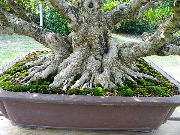 DSCF9508.JPG DSCF9508.JPG