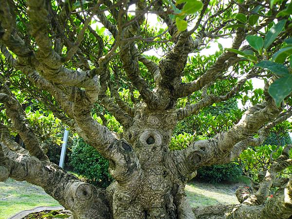 DSCF9510.JPG DSCF9510.JPG