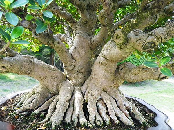 DSCF9513.JPG DSCF9513.JPG