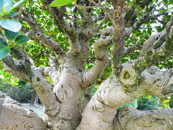 DSCF9514.JPG DSCF9514.JPG