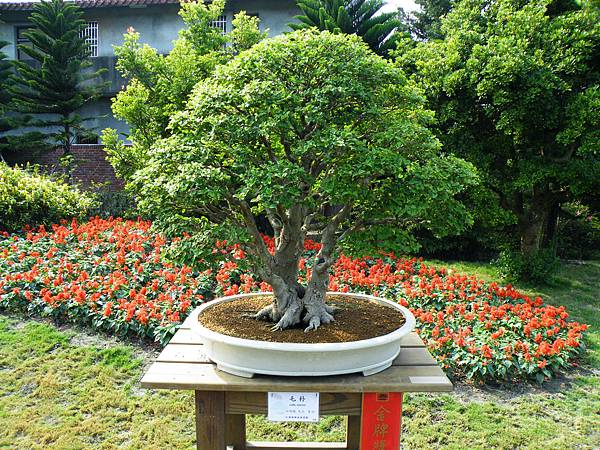 DSCF9515.JPG DSCF9515.JPG