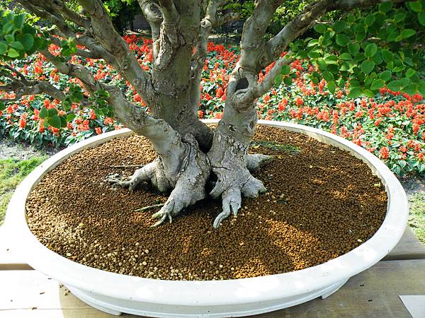 DSCF9516.JPG DSCF9516.JPG