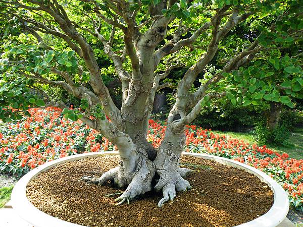 DSCF9517.JPG DSCF9517.JPG