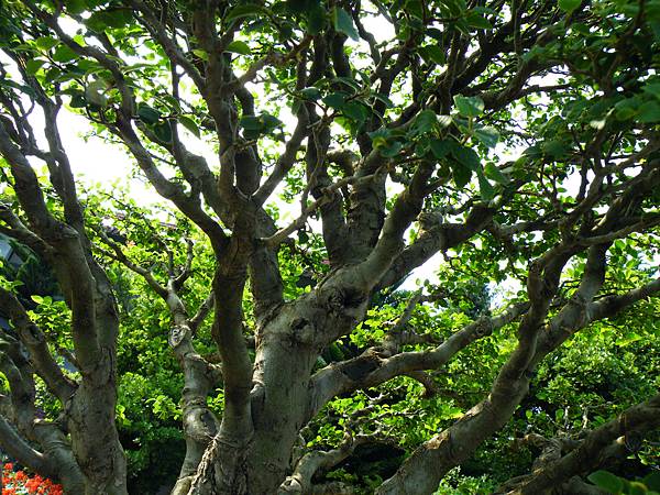 DSCF9518.JPG DSCF9518.JPG