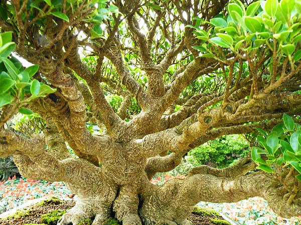 DSCF9521.JPG DSCF9521.JPG