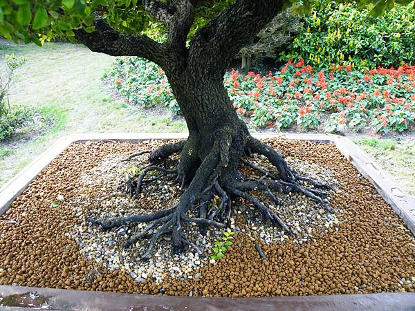 DSCF9523.JPG DSCF9523.JPG