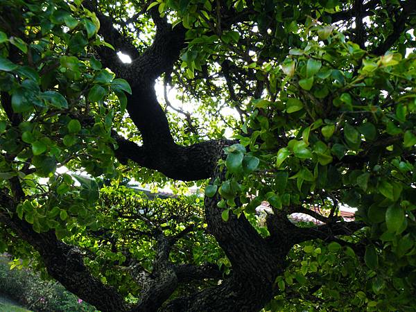 DSCF9524.JPG DSCF9524.JPG