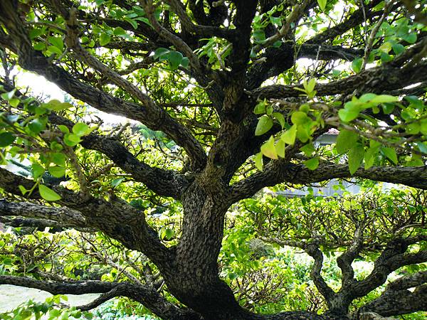 DSCF9525.JPG DSCF9525.JPG