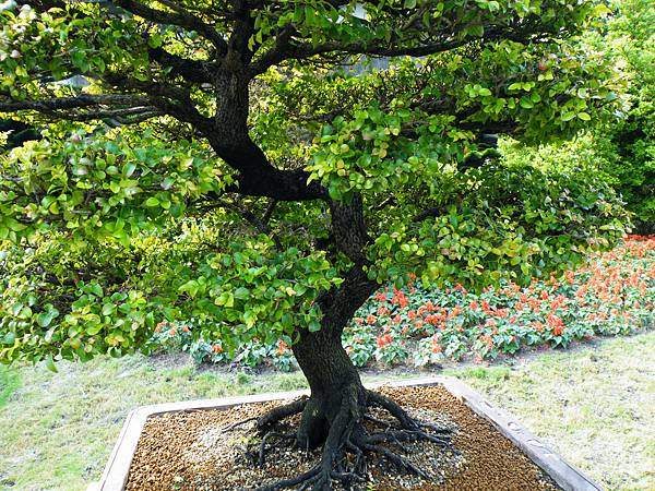 DSCF9526.JPG DSCF9526.JPG