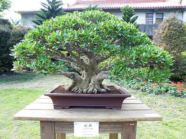 DSCF9527.JPG DSCF9527.JPG