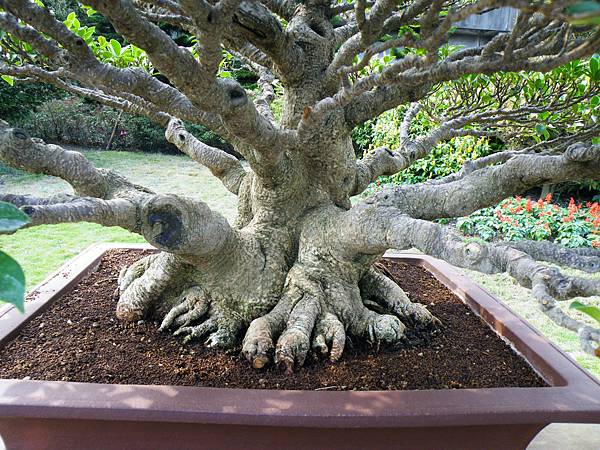 DSCF9528.JPG DSCF9528.JPG