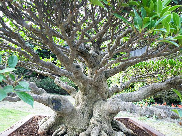 DSCF9529.JPG DSCF9529.JPG