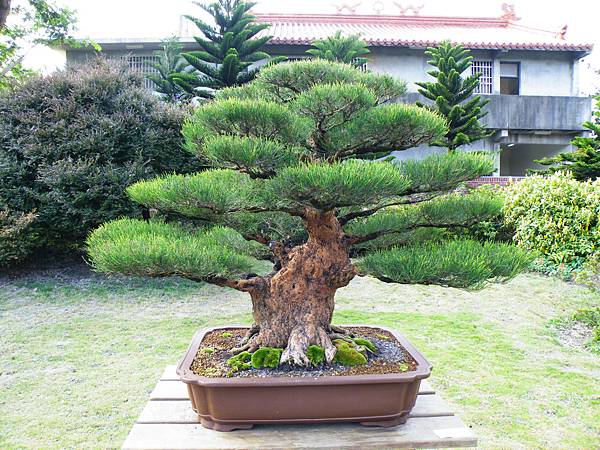 DSCF9530.JPG DSCF9530.JPG