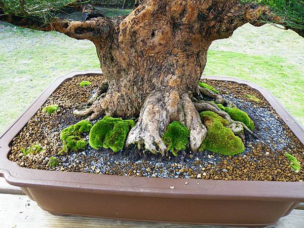 DSCF9531.JPG DSCF9531.JPG