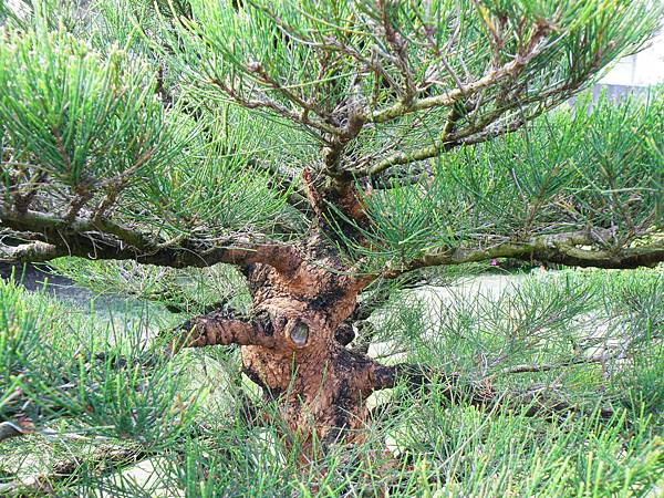 DSCF9532.JPG DSCF9532.JPG