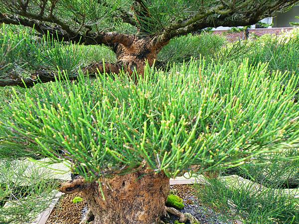 DSCF9533.JPG DSCF9533.JPG