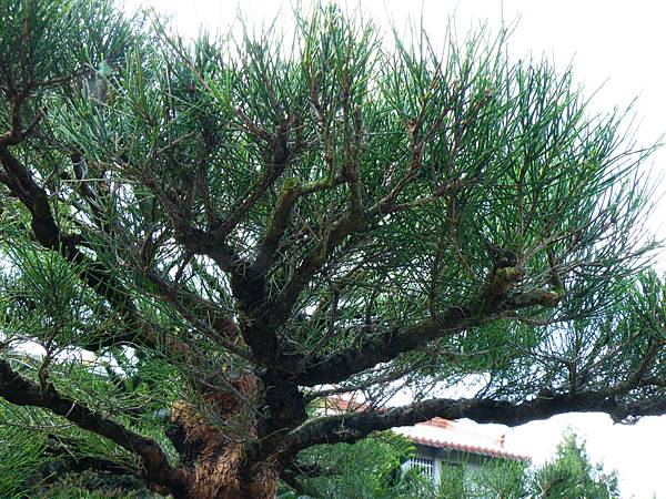 DSCF9534.JPG DSCF9534.JPG