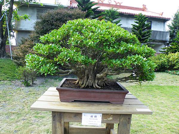 DSCF9535.JPG DSCF9535.JPG