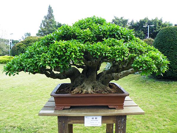 DSCF9538.JPG DSCF9538.JPG