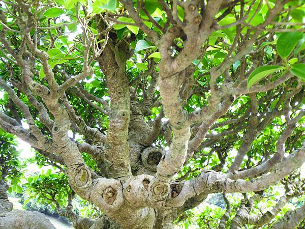 DSCF9541.JPG DSCF9541.JPG