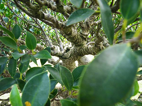 DSCF9545.JPG DSCF9545.JPG