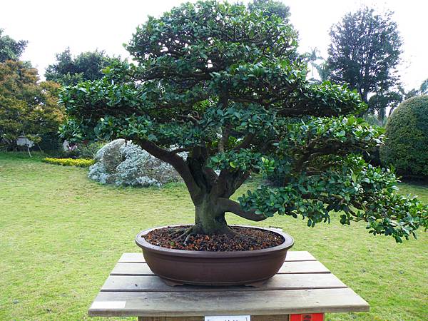 DSCF9547.JPG DSCF9547.JPG