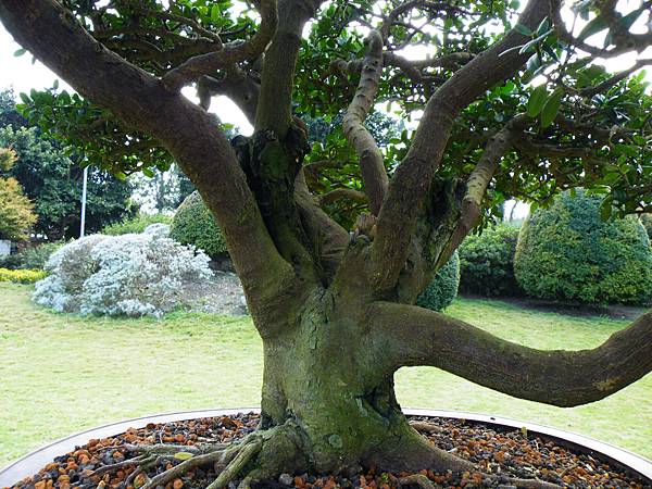 DSCF9549.JPG DSCF9549.JPG