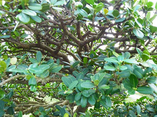 DSCF9550.JPG DSCF9550.JPG