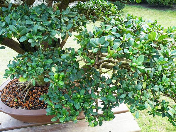 DSCF9552.JPG DSCF9552.JPG