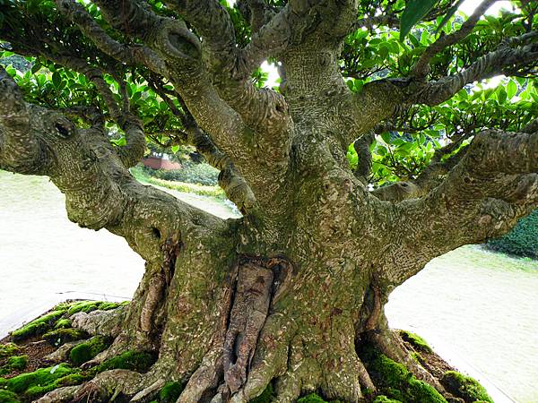 DSCF9555.JPG DSCF9555.JPG