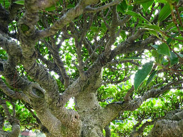 DSCF9556.JPG DSCF9556.JPG