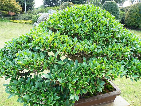 DSCF9557.JPG DSCF9557.JPG