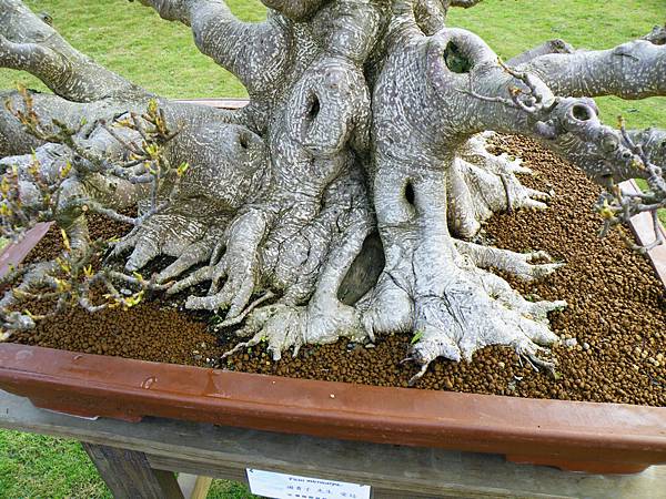 DSCF9559.JPG DSCF9559.JPG