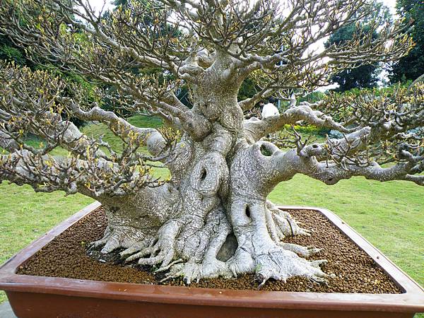 DSCF9560.JPG DSCF9560.JPG