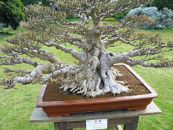 DSCF9562.JPG DSCF9562.JPG