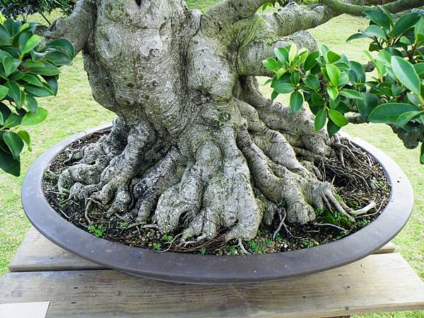 DSCF9565.JPG DSCF9565.JPG