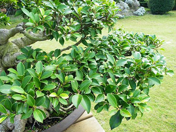 DSCF9568.JPG DSCF9568.JPG