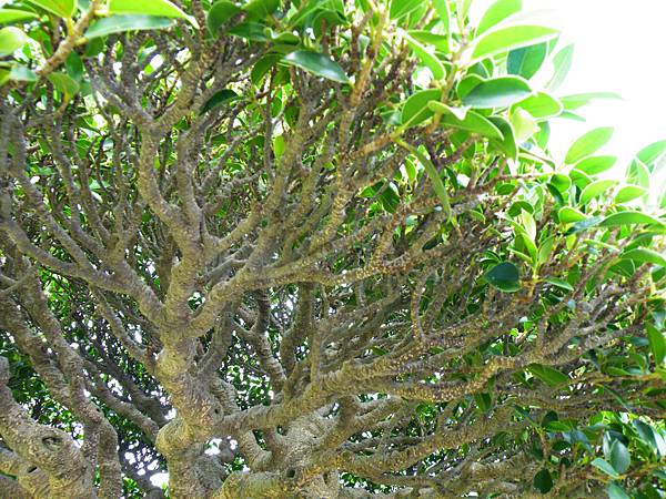 DSCF9574.JPG DSCF9574.JPG