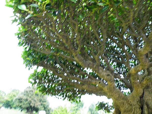 DSCF9575.JPG DSCF9575.JPG